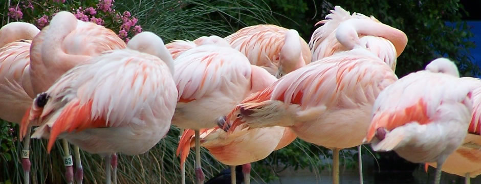 轰炸别人手机号码软件