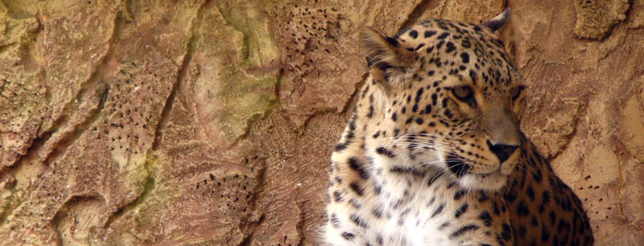 网络手机号免费版